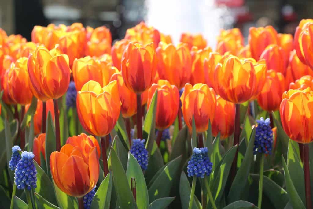 Bondsbureau gesloten gedurende Koningsdag